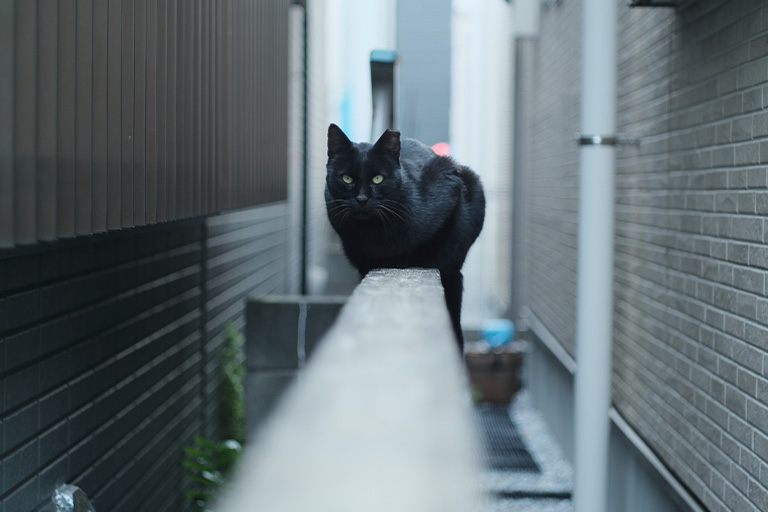 画像：迷子猫イメージ