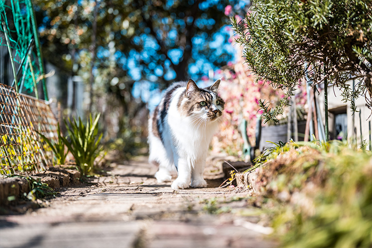 画像：猫の散歩