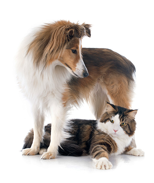 画像：仲良し犬・猫