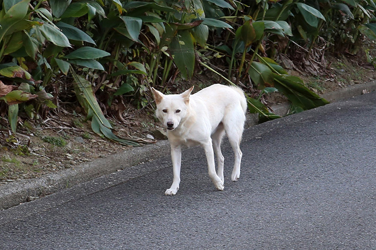 画像：迷子犬イメージ