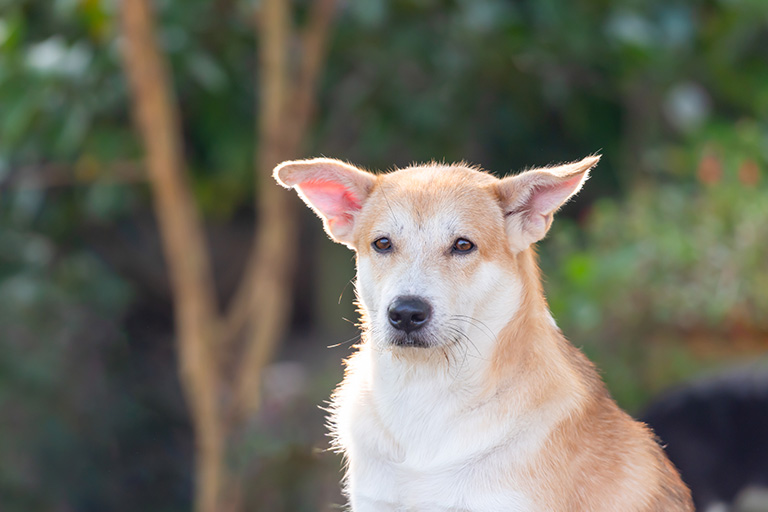 画像：しょんぼりする犬